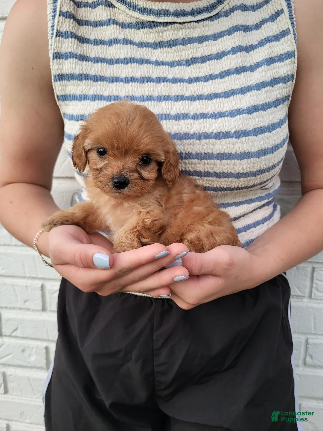 Cavapoo dogs for sale: Kiki - Ad 1