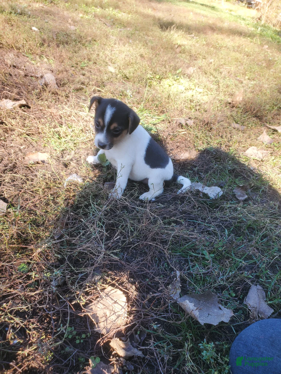 Jack Russell Terrier dogs for sale: Jack Russell Terrier 1 - Ad 2