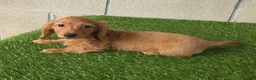 Miniature Dachshund dogs for sale: Sabrina - Ad 5