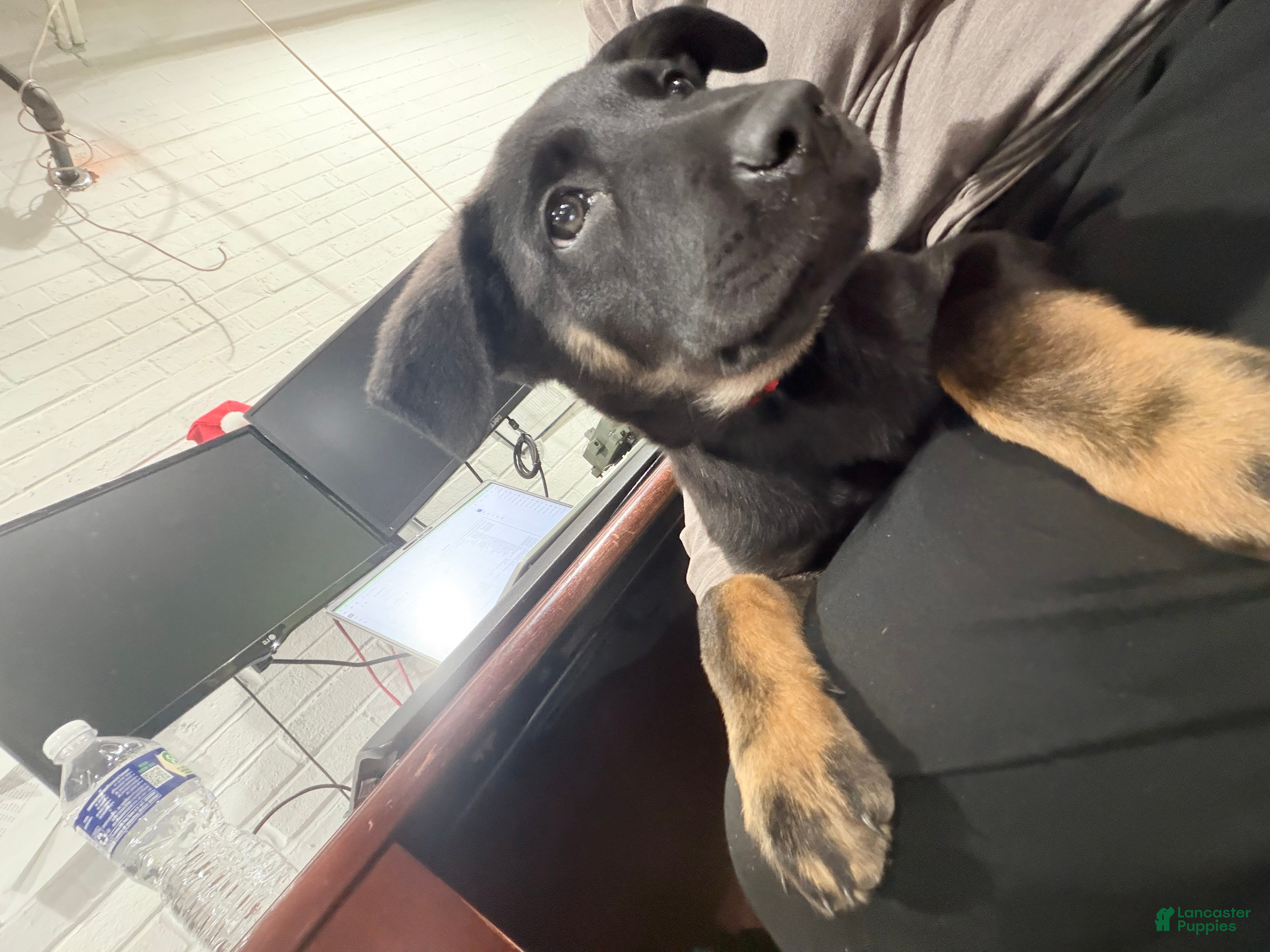 Mixed Breed dogs Mixed Breed Puppy 1 - Ad 4