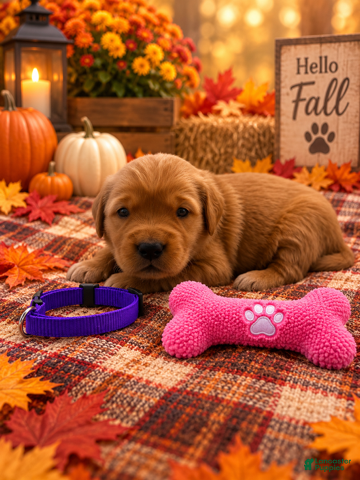 Golden Retriever dogs Michelle - Purple Collar - Ad 3
