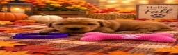 Golden Retriever dogs for sale: Michelle - Purple Collar - Ad 1