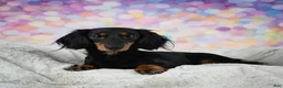 Miniature Dachshund dogs for sale: AKC-Jewel - Ad 14