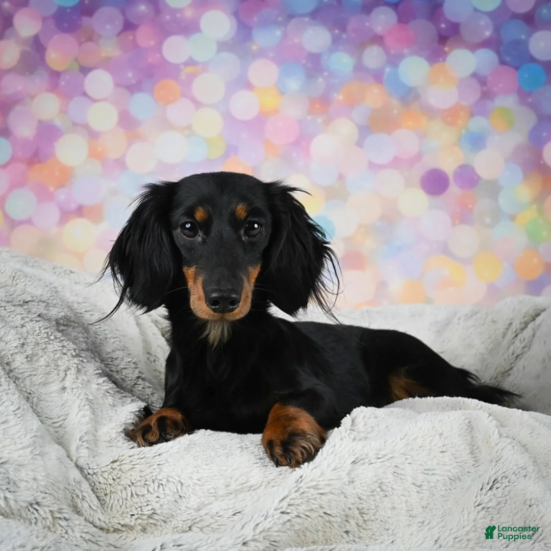 Miniature Dachshund dogs for sale: AKC-Jewel - Ad 14