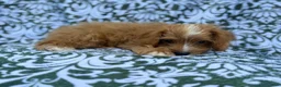 Cavapoo dogs for sale: Moose - Ad 8