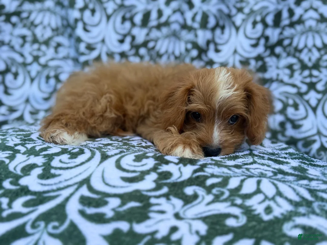 Cavapoo dogs for sale: Moose - Ad 8