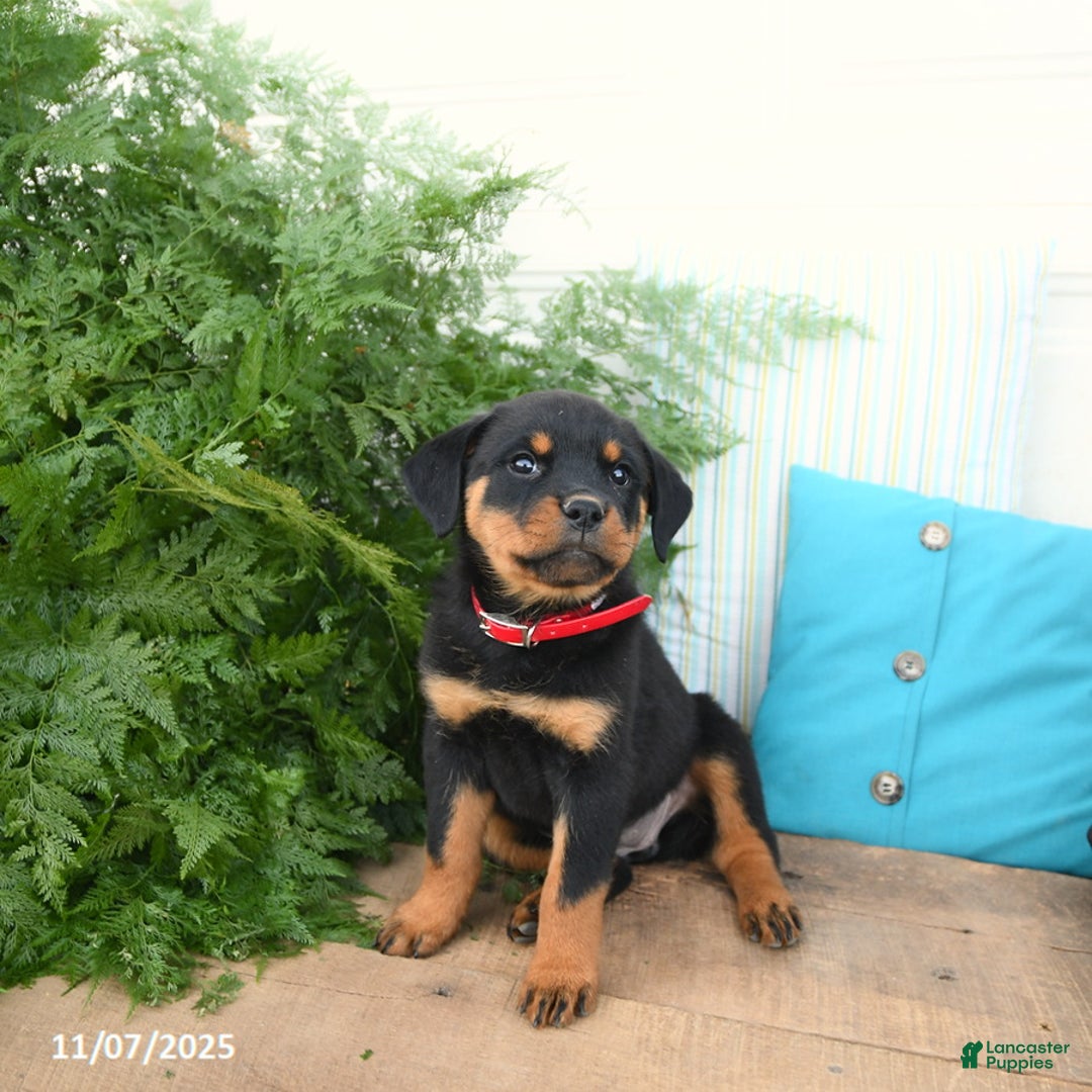 Rottweiler dogs for sale: Aspen - Ad 5