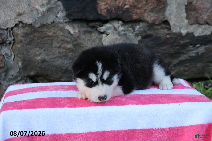 Alaskan Malamute dogs Denali - Ad 2