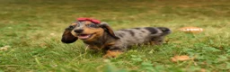 Miniature Dachshund dogs for sale: BAILEY - Ad 9