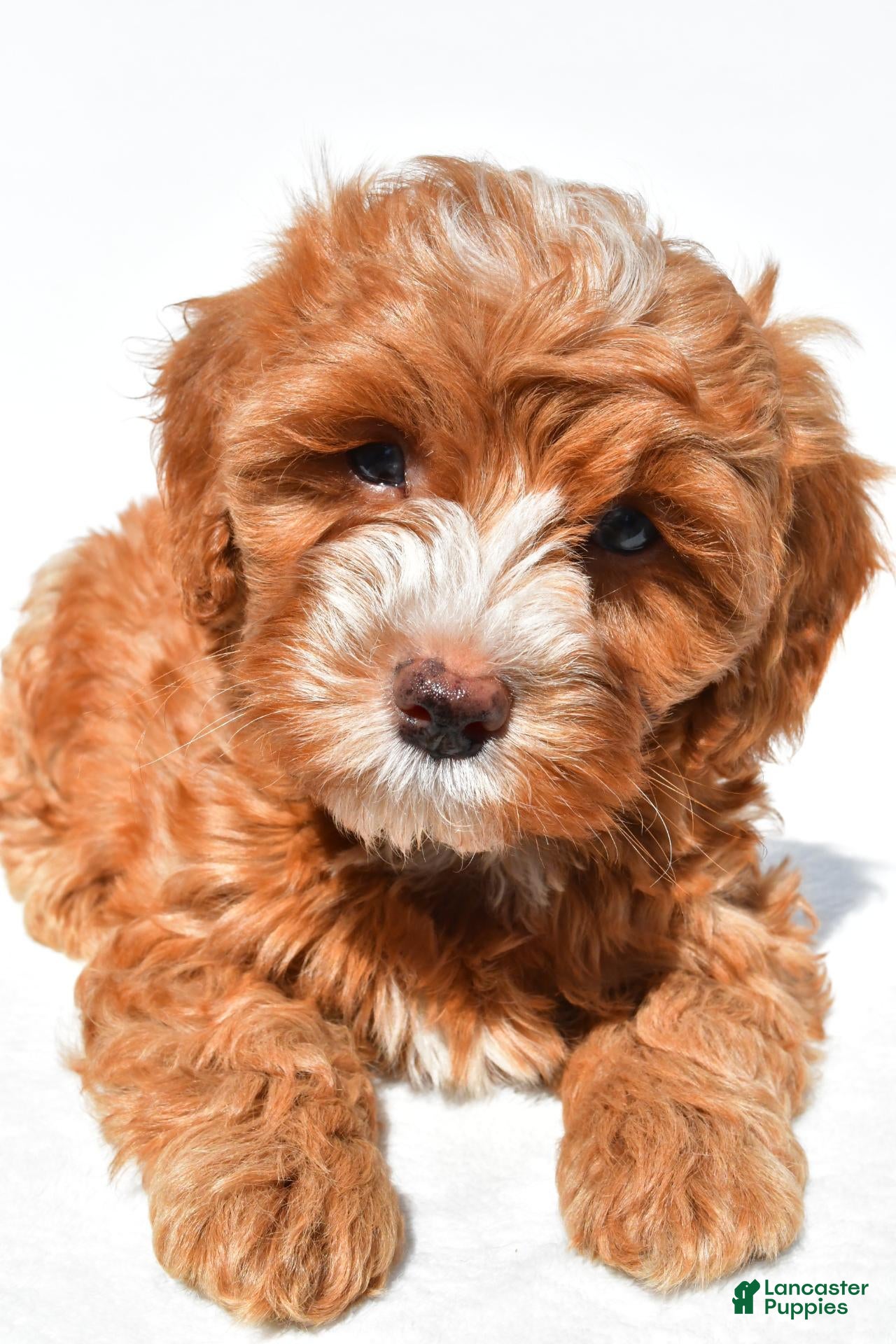 Cavapoo dogs Joshua - Ad 1
