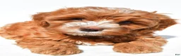 Cavapoo dogs for sale: Joshua - Ad 1