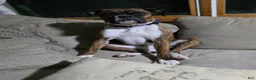 Boxer dogs for sale: Chase - Ad 3
