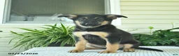 Mixed Breed dogs for sale: Ruby  - Ad 4