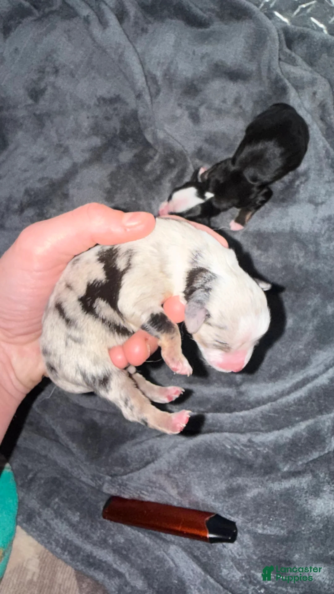 Toy Australian Shepherd dogs for sale: Toy Australian Shepherd Puppy 3 - Ad 1