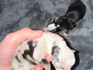 Toy Australian Shepherd dogs Toy Australian Shepherd Puppy 3 - Ad 1