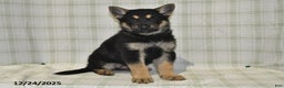 German Shepherd dogs for sale: Myla - Ad 3