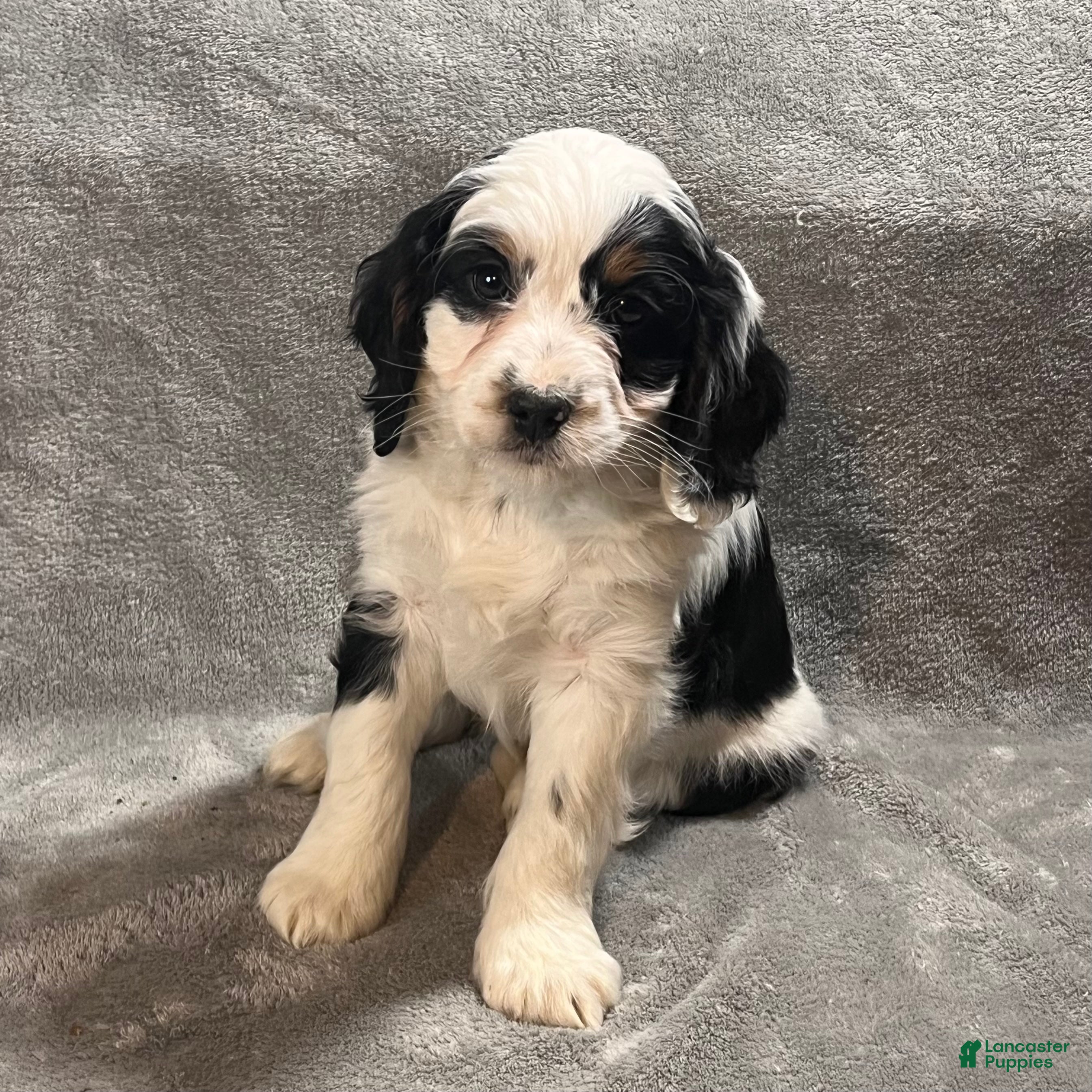 Bernedoodle dogs Gus - Ad 1