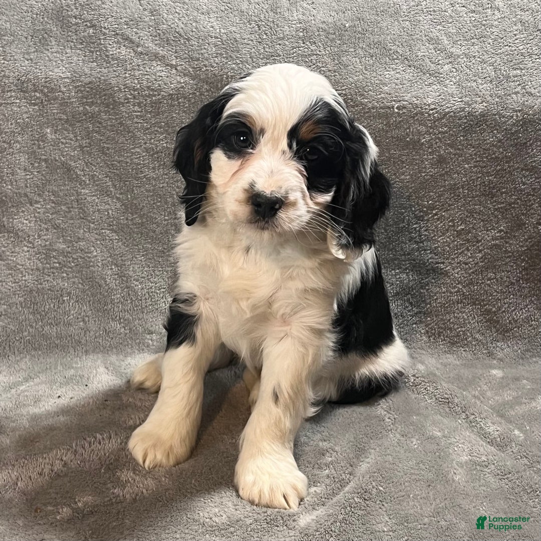 Bernedoodle dogs for sale: Gus - Ad 1