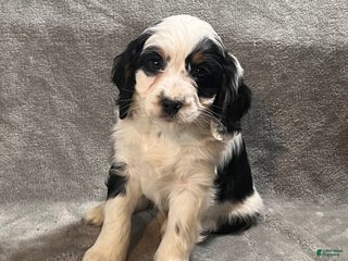 Bernedoodle dogs Gus - Ad 11