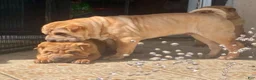 Shar Pei dogs for sale: Sweet Fluffy Girl - Ad 5