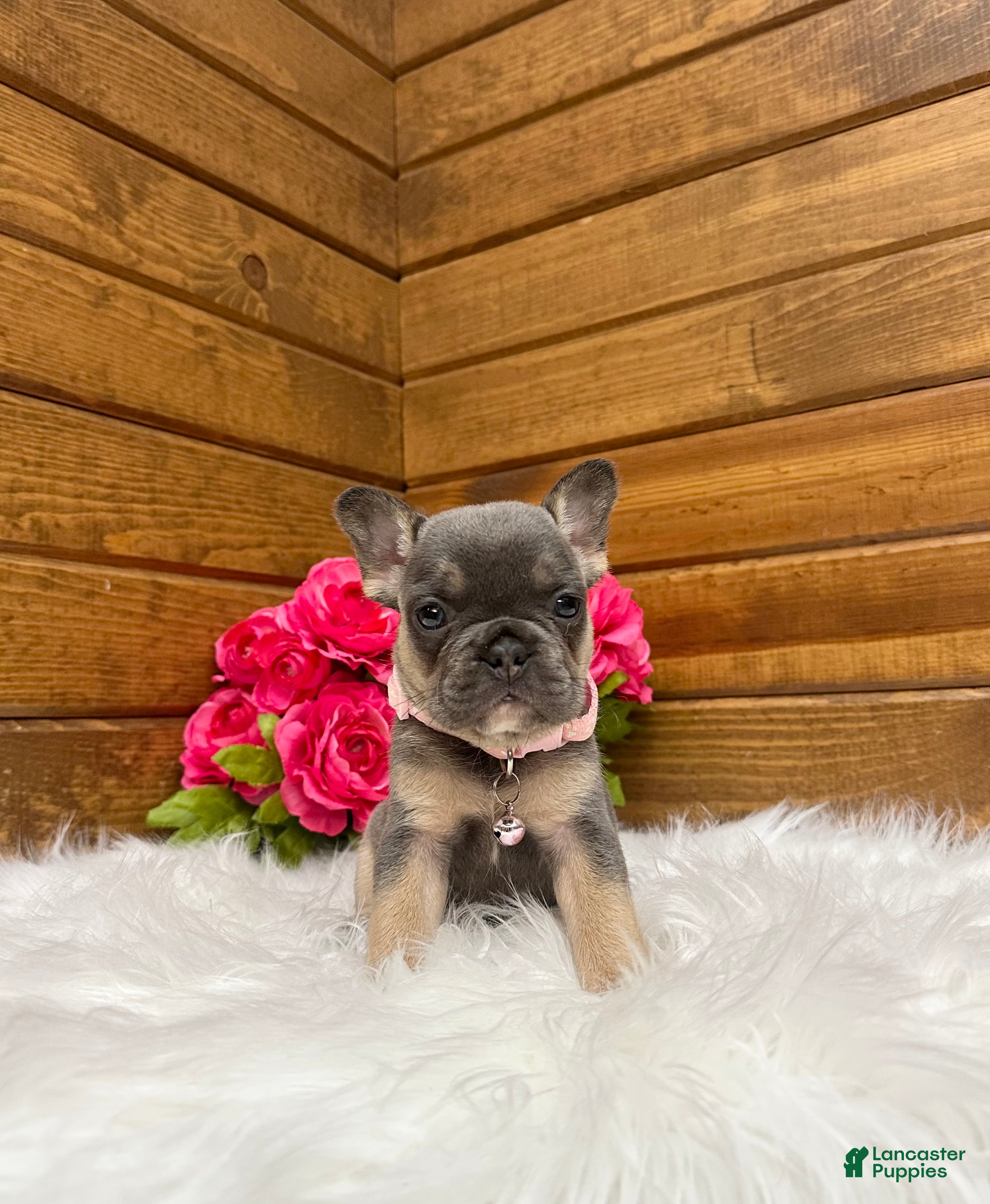French Bulldog dogs for sale: Molli - Ad 1