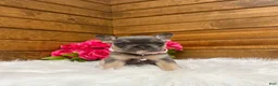 French Bulldog dogs for sale: Molli - Ad 1