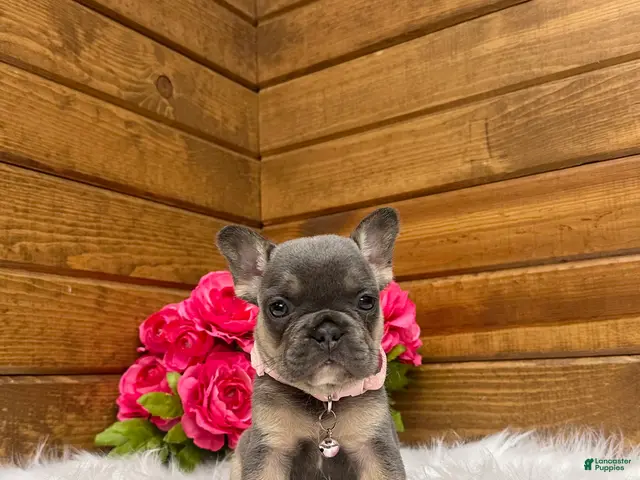 French Bulldog dogs for sale: Molli - Ad 1