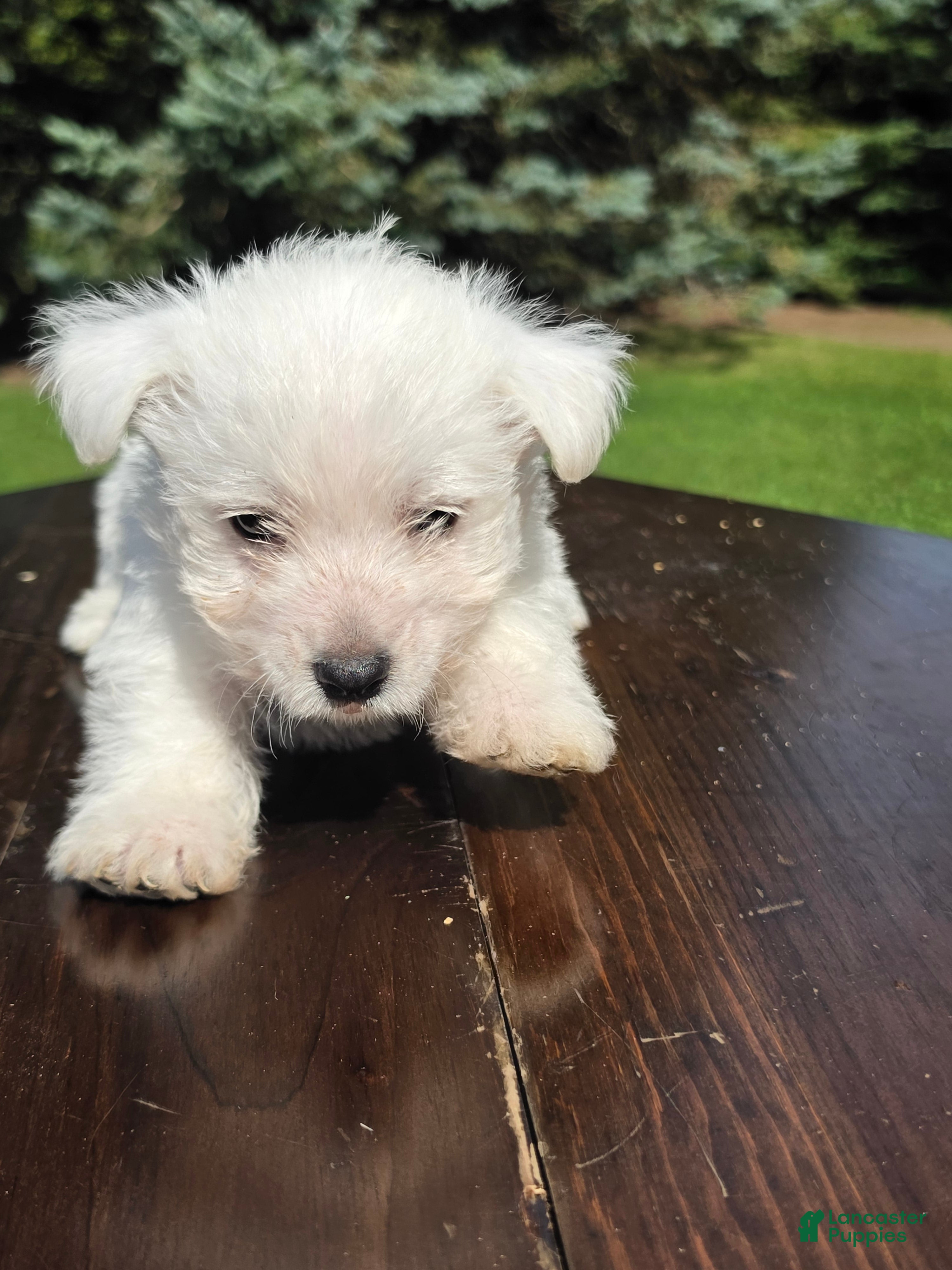 West Highland Terrier dogs West Highland Terrier Male 1 - Ad 25