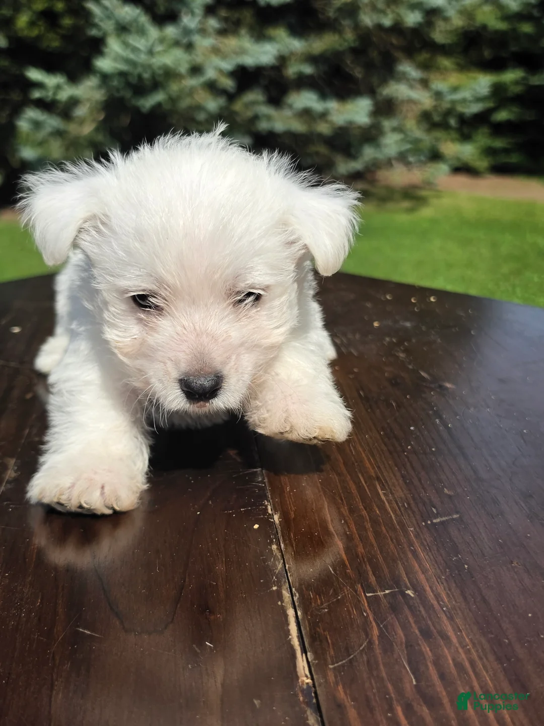 West Highland Terrier dogs for sale: West Highland Terrier Male 1 - Ad 1