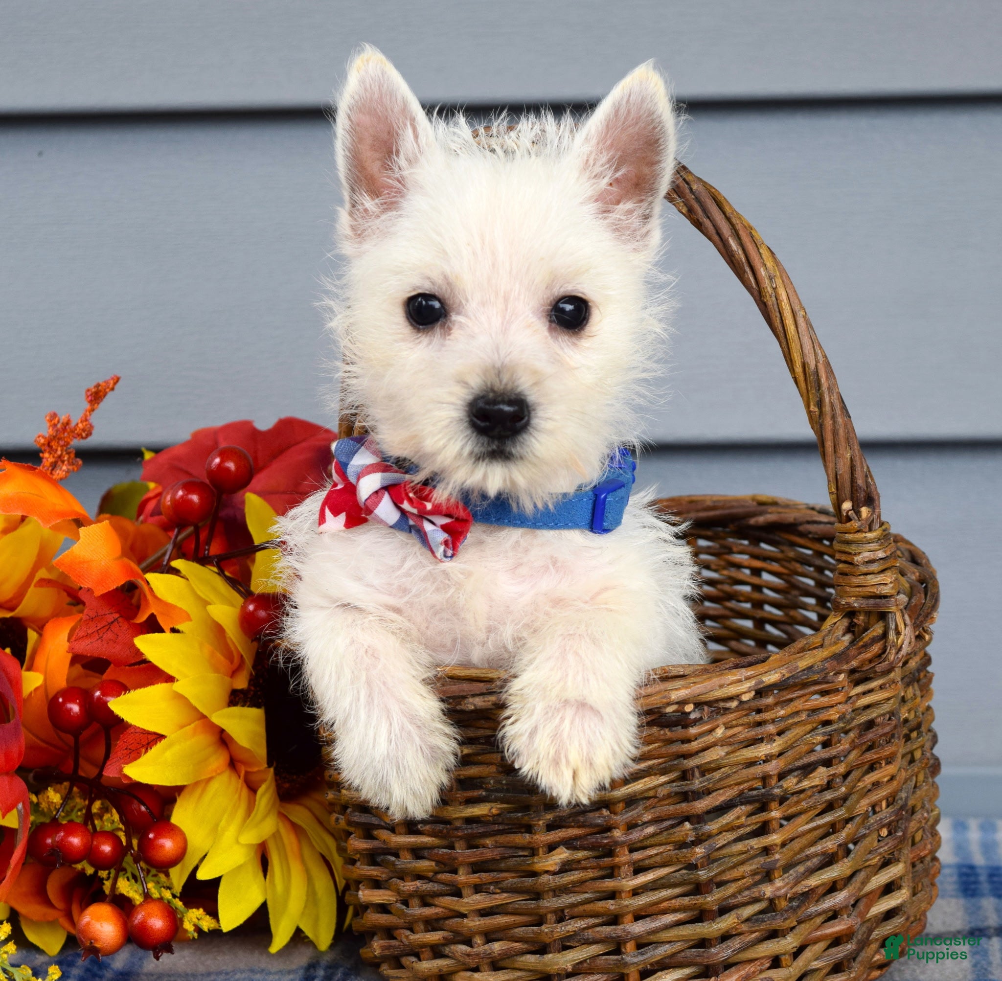 West Highland Terrier dogs for sale: Max - Ad 2