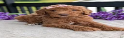 Goldendoodle dogs for sale: Miss Daisy - Ad 3