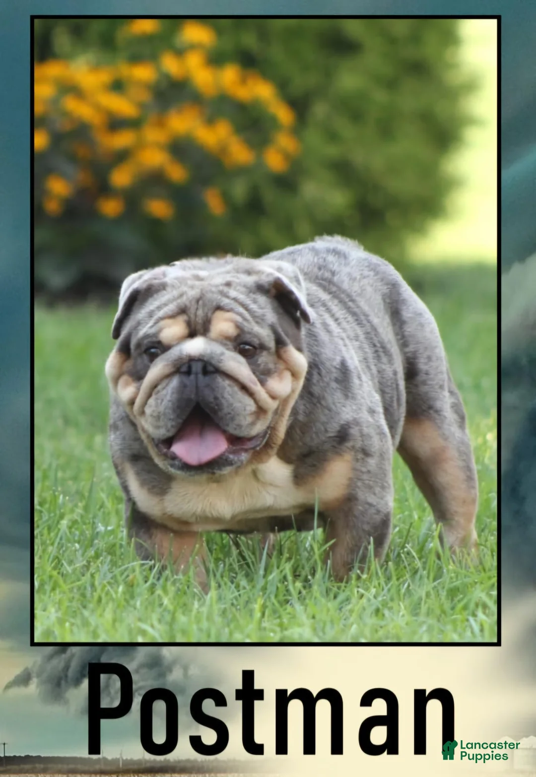 English Bulldog dogs for sale: Madalyn - Ad 7