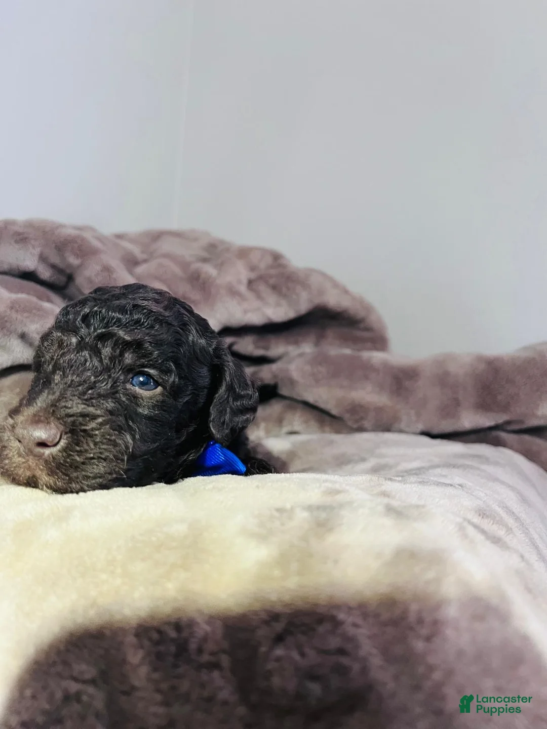 Miniature Poodle dogs for sale: Miniature Poodle Puppy 1 - Ad 2