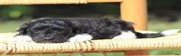 Havanese dogs for sale: Dakota - Ad 3