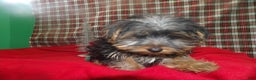 Yorkshire Terrier dogs for sale: Ace - Ad 1