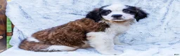 Saint Bernard dogs for sale: Smarty - Ad 7