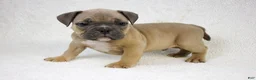 American Bully dogs for sale: Fawn male - Ad 5