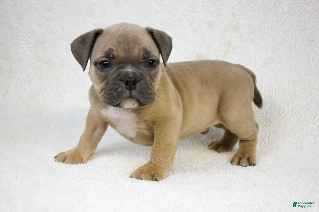 American Bully dogs for sale: Fawn male - Ad 5