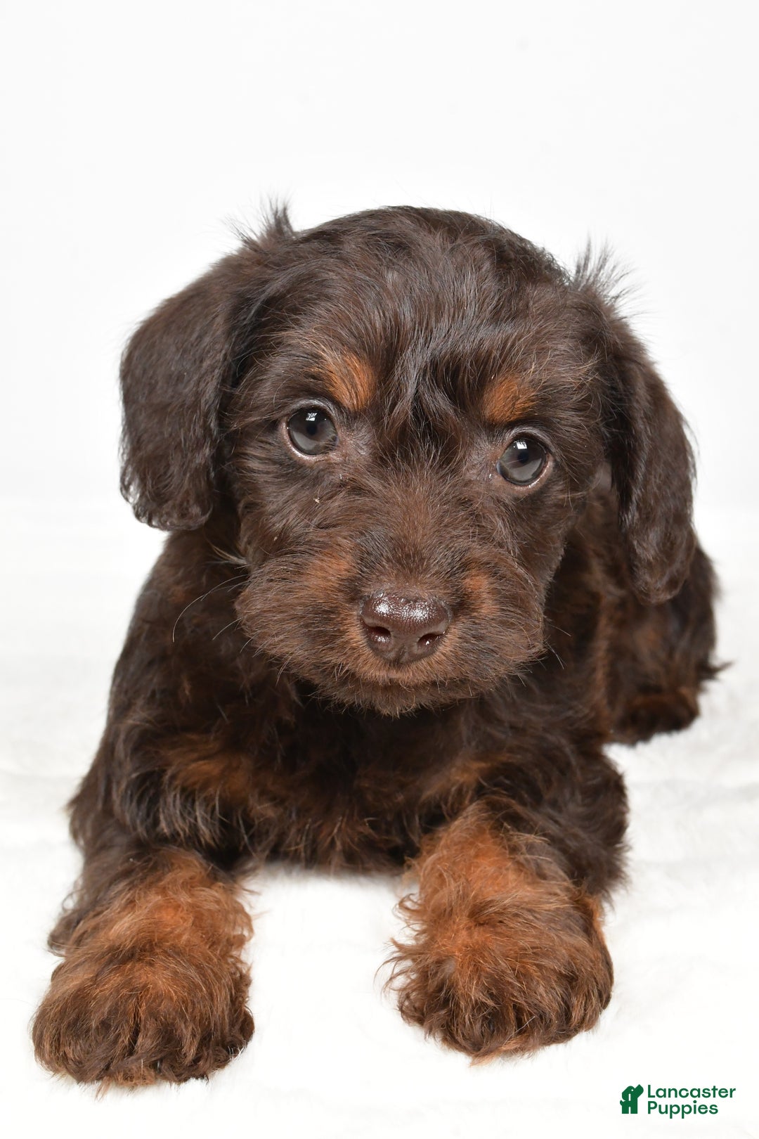 Mixed Breed dogs for sale: Twinkle - Ad 8
