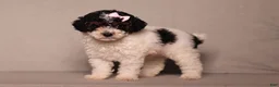 Miniature Poodle dogs for sale: Avery - Ad 3