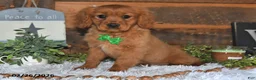 Miniature Golden Retriever dogs for sale: Cubit - Ad 4