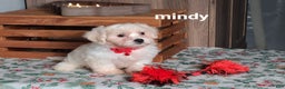 Teddy Bear dogs for sale: Mindy  - Ad 2