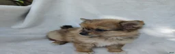 Pomchi dogs for sale: Kit kat - Ad 4