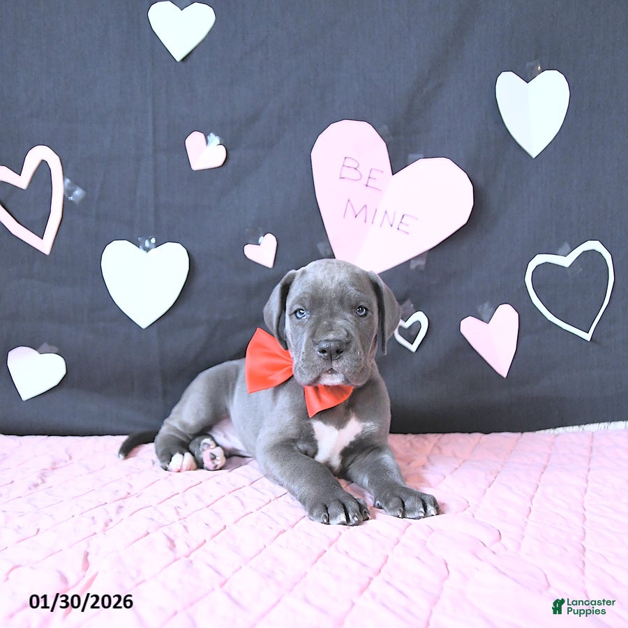 Great Dane dogs Lewis - Ad 2