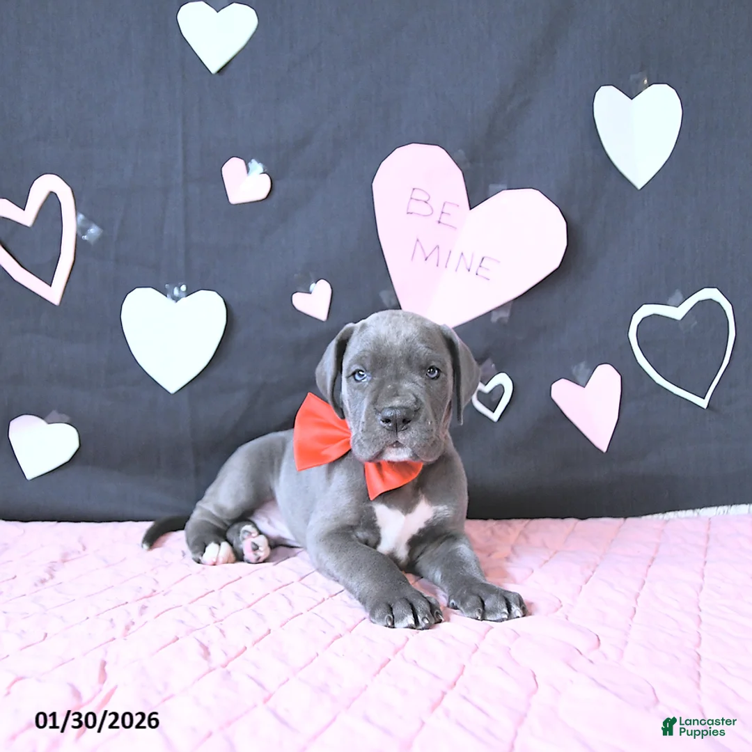 Great Dane dogs for sale: Lewis - Ad 2