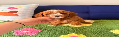 Cavapoo Puppy 2