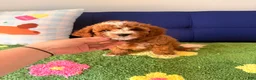 Cavapoo dogs for sale: Cavapoo Puppy 2 - Ad 1