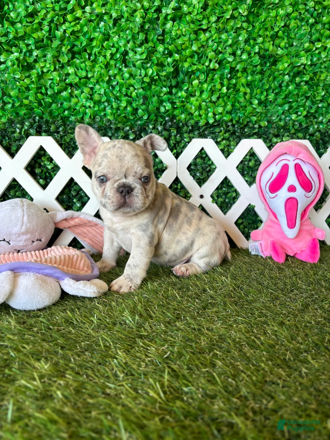 French Bulldog dogs for sale: French Bulldog Puppy 2 - Ad 1