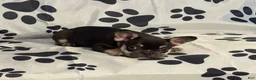 French Bulldog dogs for sale: Squeak - Ad 1