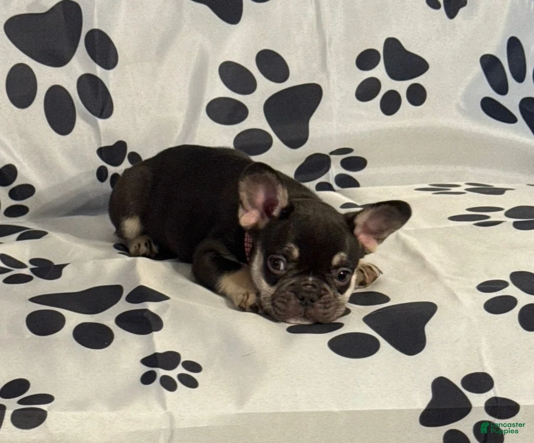 French Bulldog dogs for sale: Squeak - Ad 1